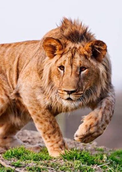 Leopon Fan Casting