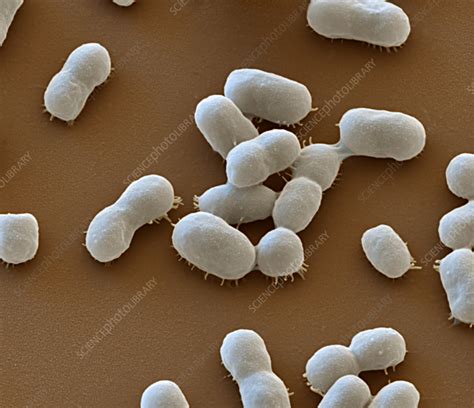 acinetobacter baumannii bacteria sem stock image