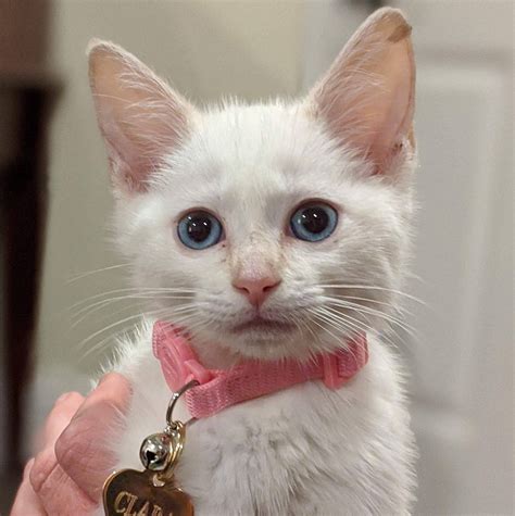 Orlando Foster Kittens | Orlando FL