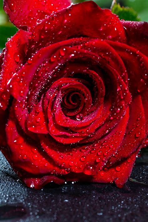 Wallpaper Hd Red Rose Flower at Lucinda Mccathie blog