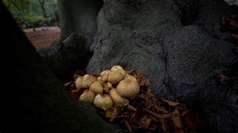 Epping Forest: Wildlife and trees 'under threat' from mushroom picking ...