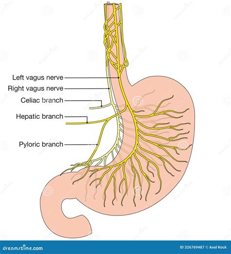 Vagus Nerve Stomach Vagus Nerve Anatomy, Artwork Stock Image