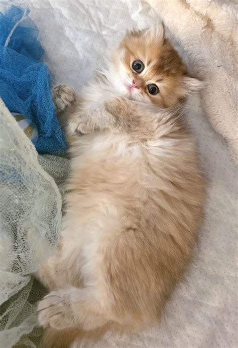 Available Kittens - Maison Miami Cattery | Miami Beach