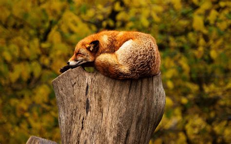 Wild Animals Wallpaper HD Free Download