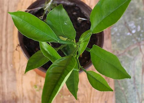 Indoor lemon tree 🍋 🏠 Grow fresh lemons in any climate