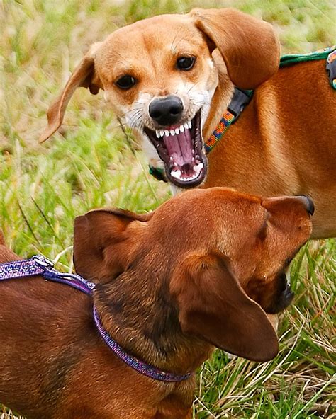 After Woman Is Mauled By Dachshunds, Expert Advises 'Judge Dogs on Their Behavior, Not on How