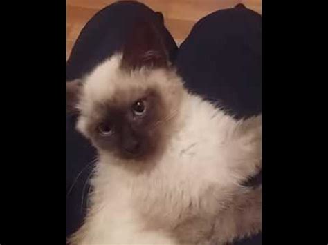 Котенок который любит когда его гладят - YouTube