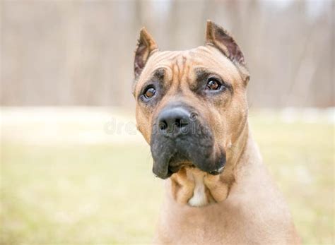 A Presa Canario Dog with Cropped Ears Sitting Outdoors Stock Image ...