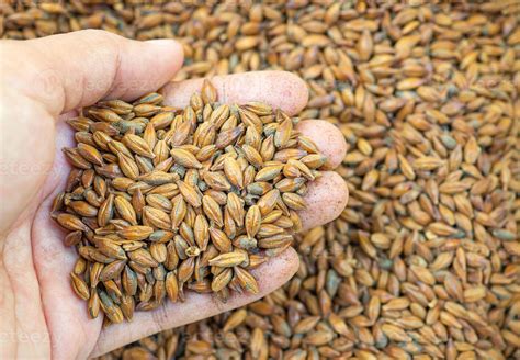 beer malt stock  images  backgrounds