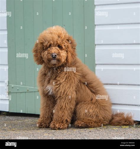 Cockapoo hi-res stock photography and images - Alamy