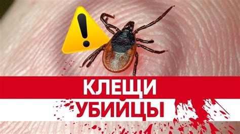 СМЕРТОНОСНЫЕ КЛЕЩИ. Как укус клеща может убить вас? Энцефалит, болезнь ...
