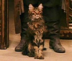 Pin on Maine Coon