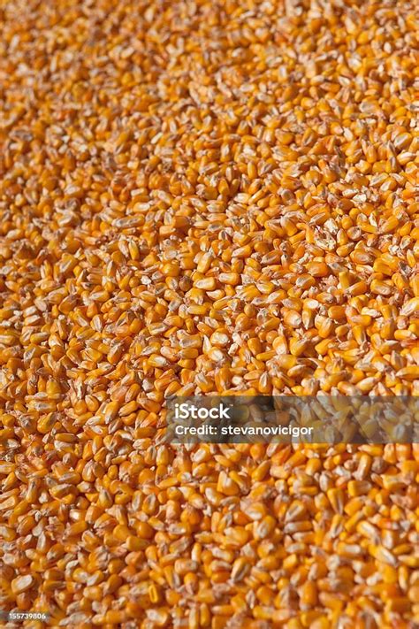 corn kernels stock photo  image  agriculture