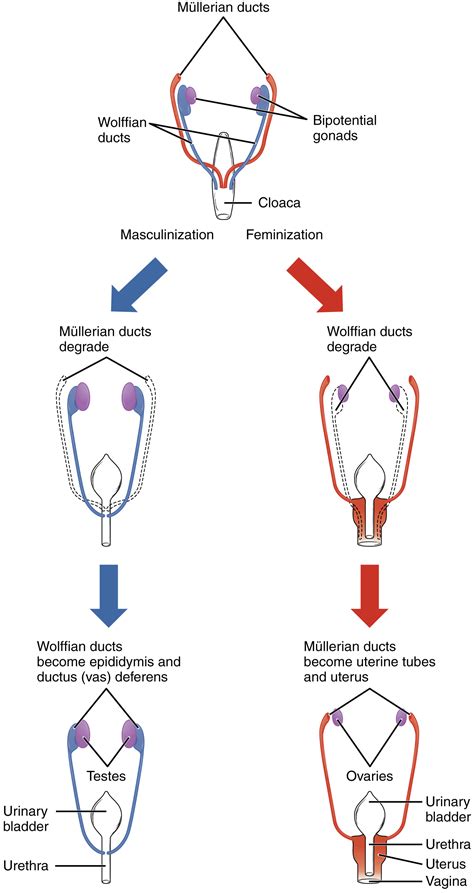 Development Of Gonads And Genital Ducts Males And