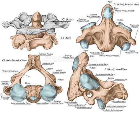 atlas vertebrae anatomy cervical vertebrae aclands video atlas