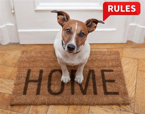 Property118 | Lack of clarity on pet rules in Renters’ Rights Bill