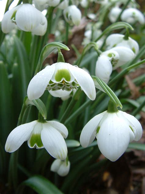 Galanthus 'Hippolyta' x 3 bulbs - The Beth Chatto Gardens