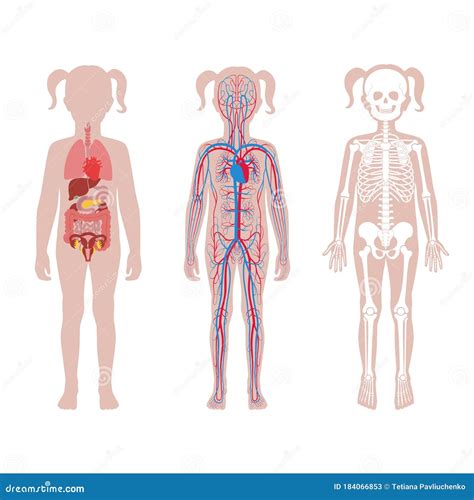 Illustration Of Woman\'S Internal Organs - Female Anatomy High Res