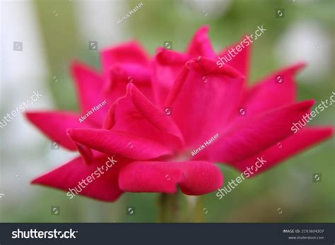 side view rose stock photo  shutterstock