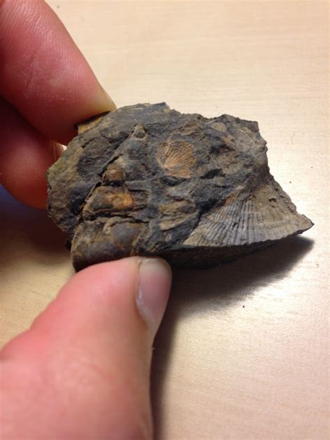 Devonian Fossils - Member Collections - The Fossil Forum