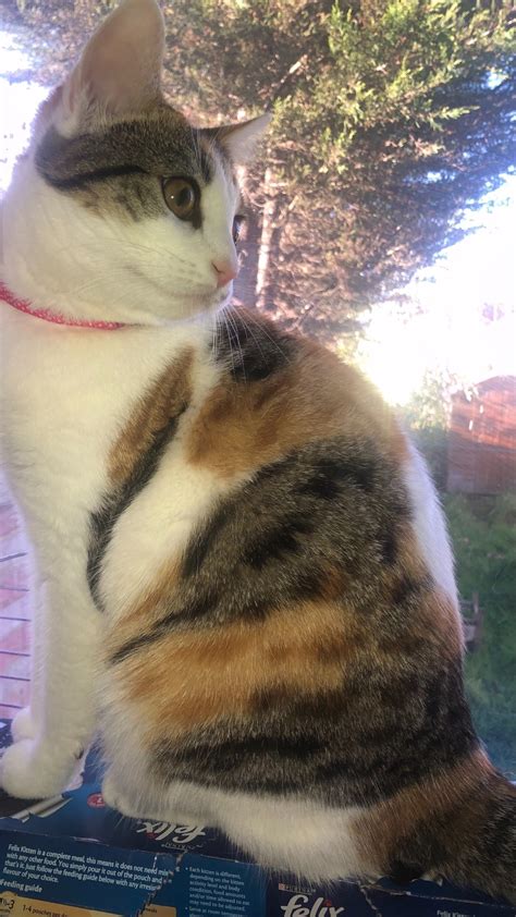 What Breed Is My Female Calico Cat? | ThriftyFun
