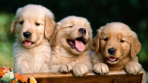 Wow 11+ Wallpaper Cute Animal - Joen Wallpaper