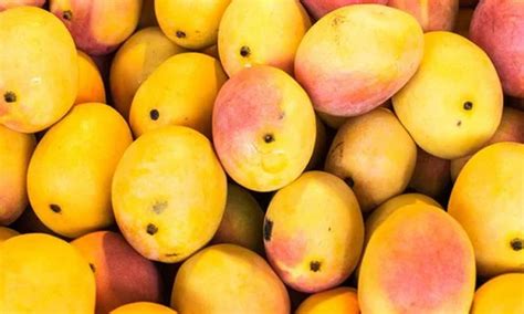 restrictions  drought impact mexican mango exports    tfnet