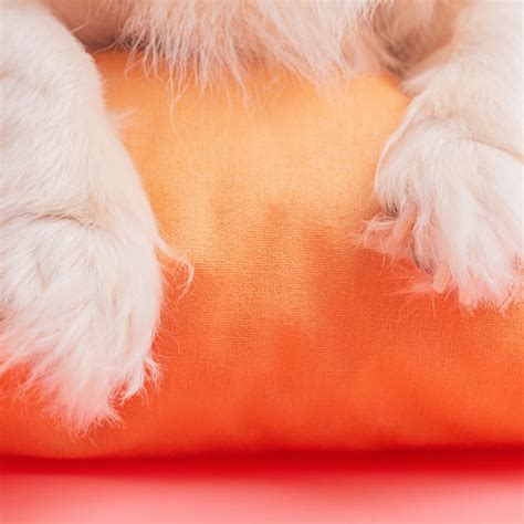 7 Sweetest Dog Breeds, According to Pet Experts - Parade Pets