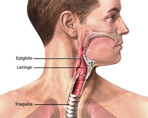 Qual A Função Da Epiglote - Epiglote - Anatomia e funções - InfoEscola