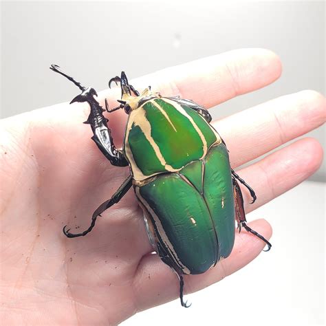 Giant Flower Beetle (Mecynorhina torquata ugandensis) (GREEN) – James
