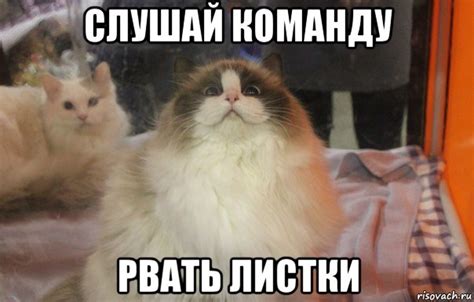 слушай команду рвать листки, Мем Довольный кот - Рисовач .Ру