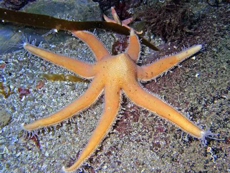 armed starfish luidia ciliaris marlin  marine life