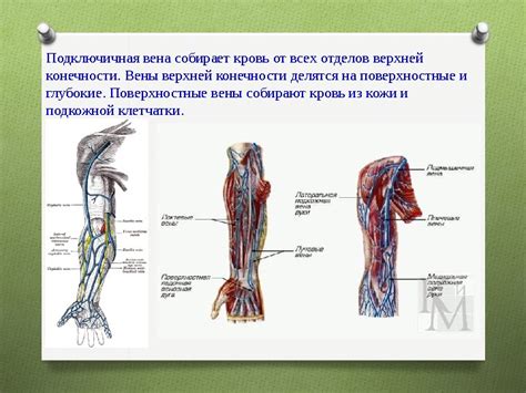 Презентация Артерии и вены