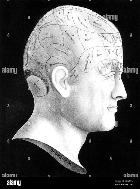 Tabella di frenologia Foto e Immagini Stock in Bianco e Nero - Alamy