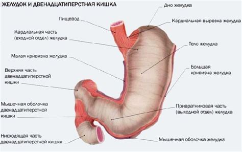 Пищеварение, органы пищеварения и обмена веществ (7 класс, биология)