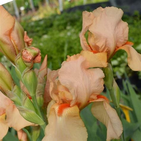 Iris germánica Pink Horizon