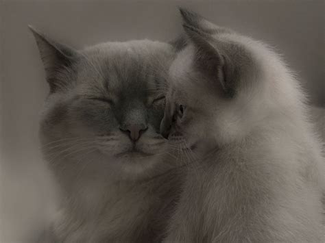 Кошка с котенком | Cats, Cute cats and dogs, Kittens