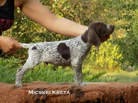 rovidszoru-nemet-vizsla1566421863.jpg