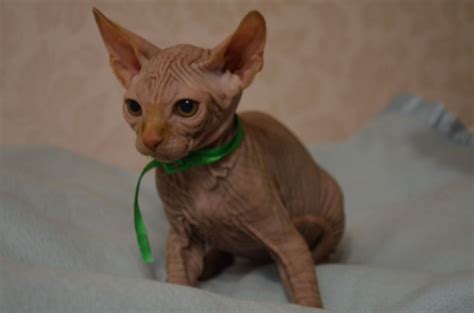 Канадский сфинкс рыжий - картинки и фото koshka.top