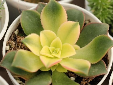 Aeonium decorum f. variegata - World of Succulents