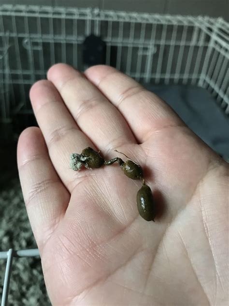 help??? This is the second poop that I’ve seen that has come out like ...