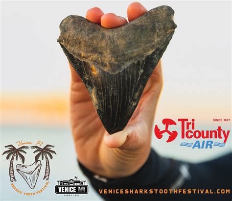 Shark Teeth Beach Venice Florida Shalee (@shaleewanders) How To Find