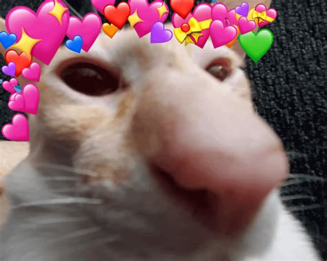 xQc looking kinda cute : r/xqcow