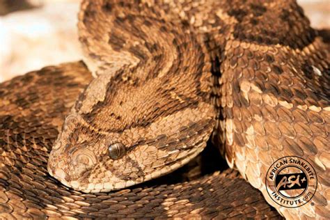 Puff Adder