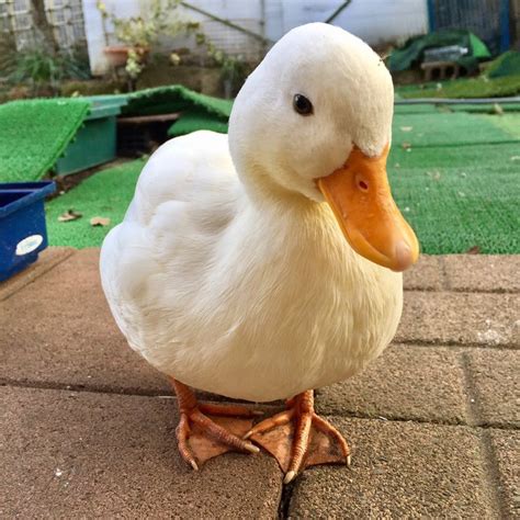 pin  cute  animals pet ducks pet birds