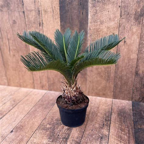 Sago Palm (multiple sizes available) - TERRA Greenhouses