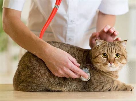 Синдром на котешкия Кушинг: рядка болест на котката | Болести по ...