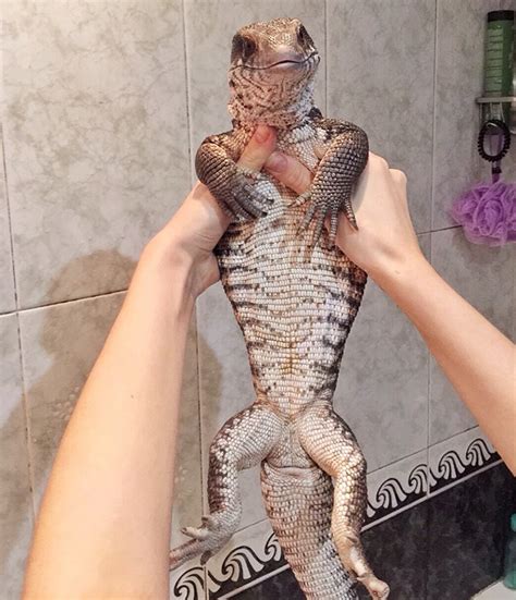 lizard   pet