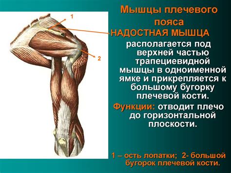 Мышцы плечевого пояса - презентация онлайн
