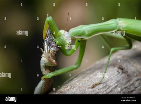 Praying Mantis Feeding High Resolution Stock Photography and Images - Alamy